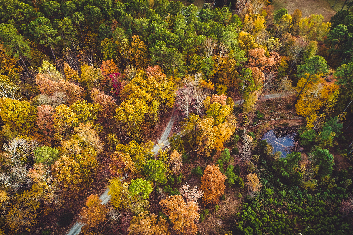 north carolina forest