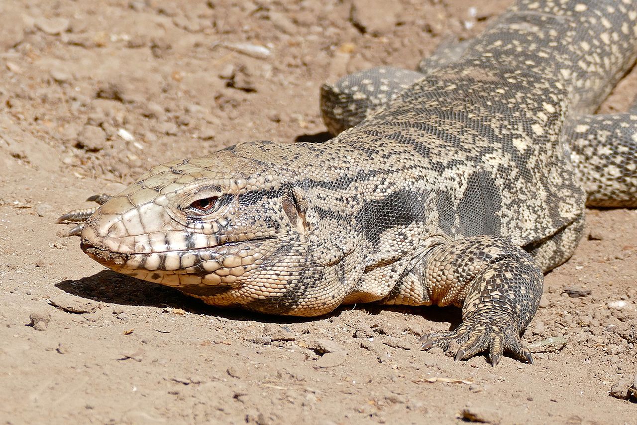 An Argentine tegu