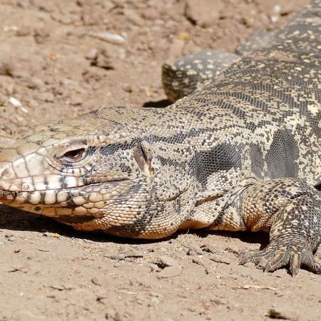 An Argentine tegu