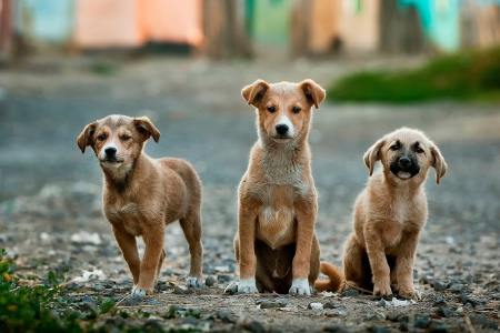Three dogs
