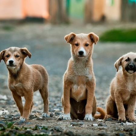Three dogs