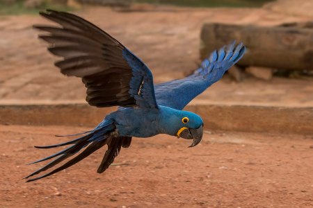 Hyacinth macaw