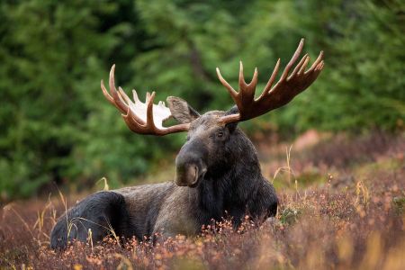 “Do Not Let Moose Lick Your Car,” Warn Canadian Authorities