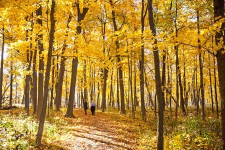 Morton Arboretum