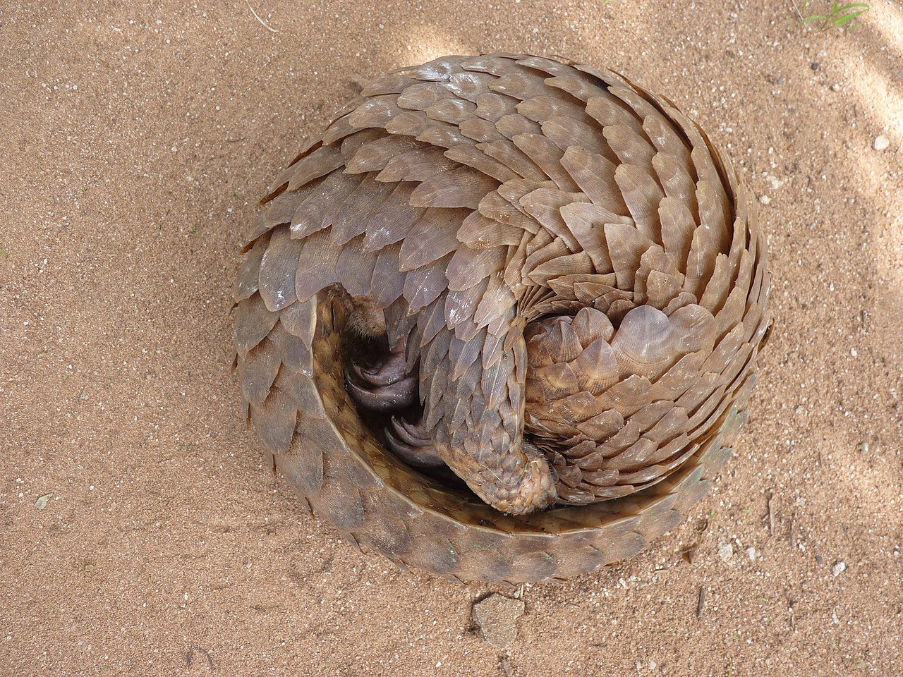 Pangolin