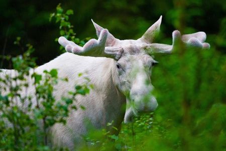 White moose