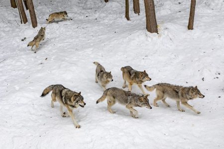 Wolves Won Big in the Latest Colorado Election