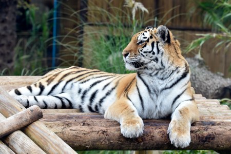 tiger