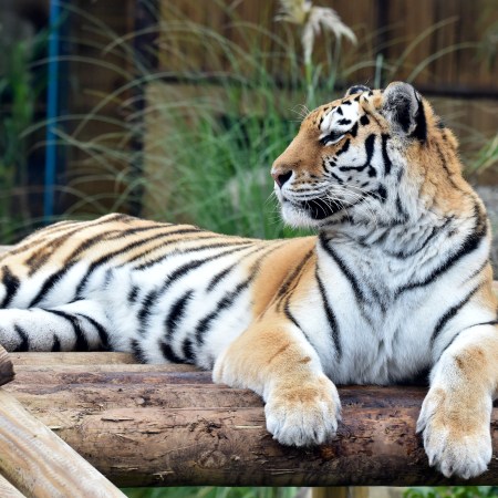 tiger