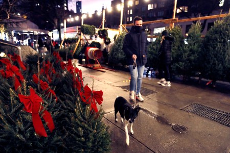 christmas trees on sidewalk