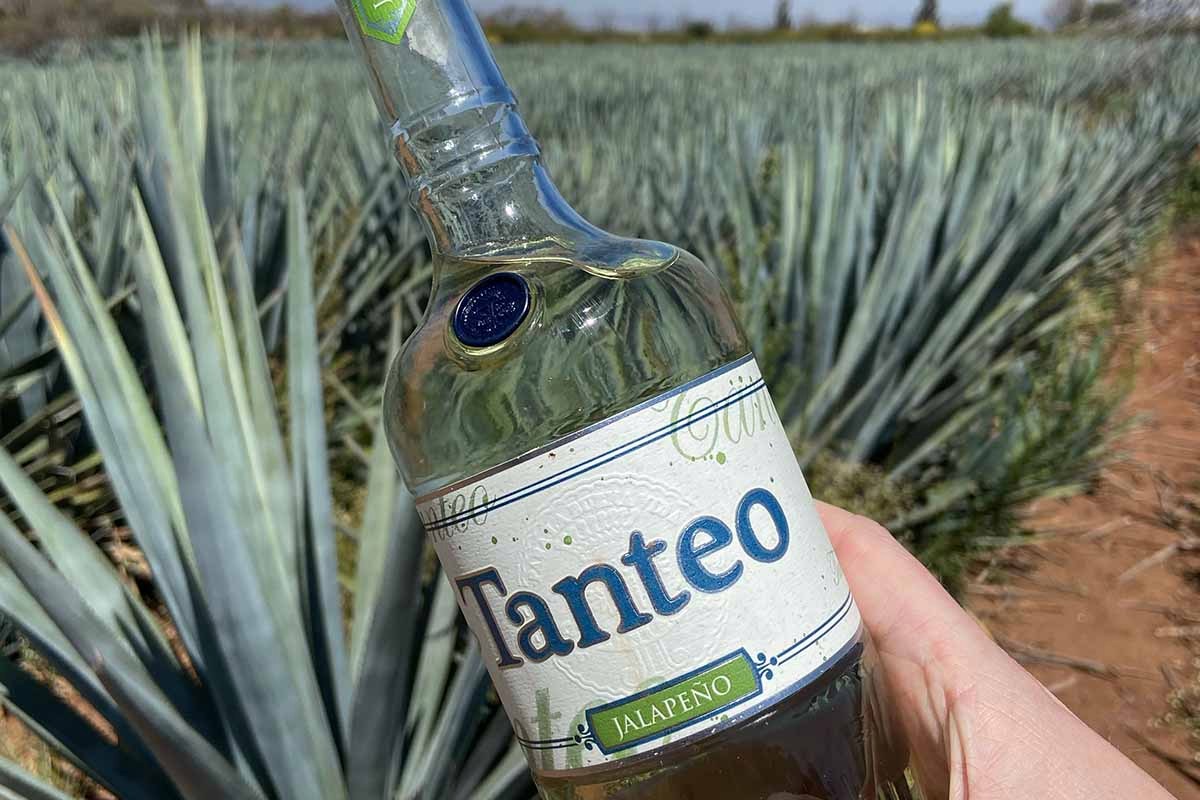 Tanteo