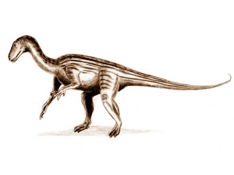 Thecodontosaurus