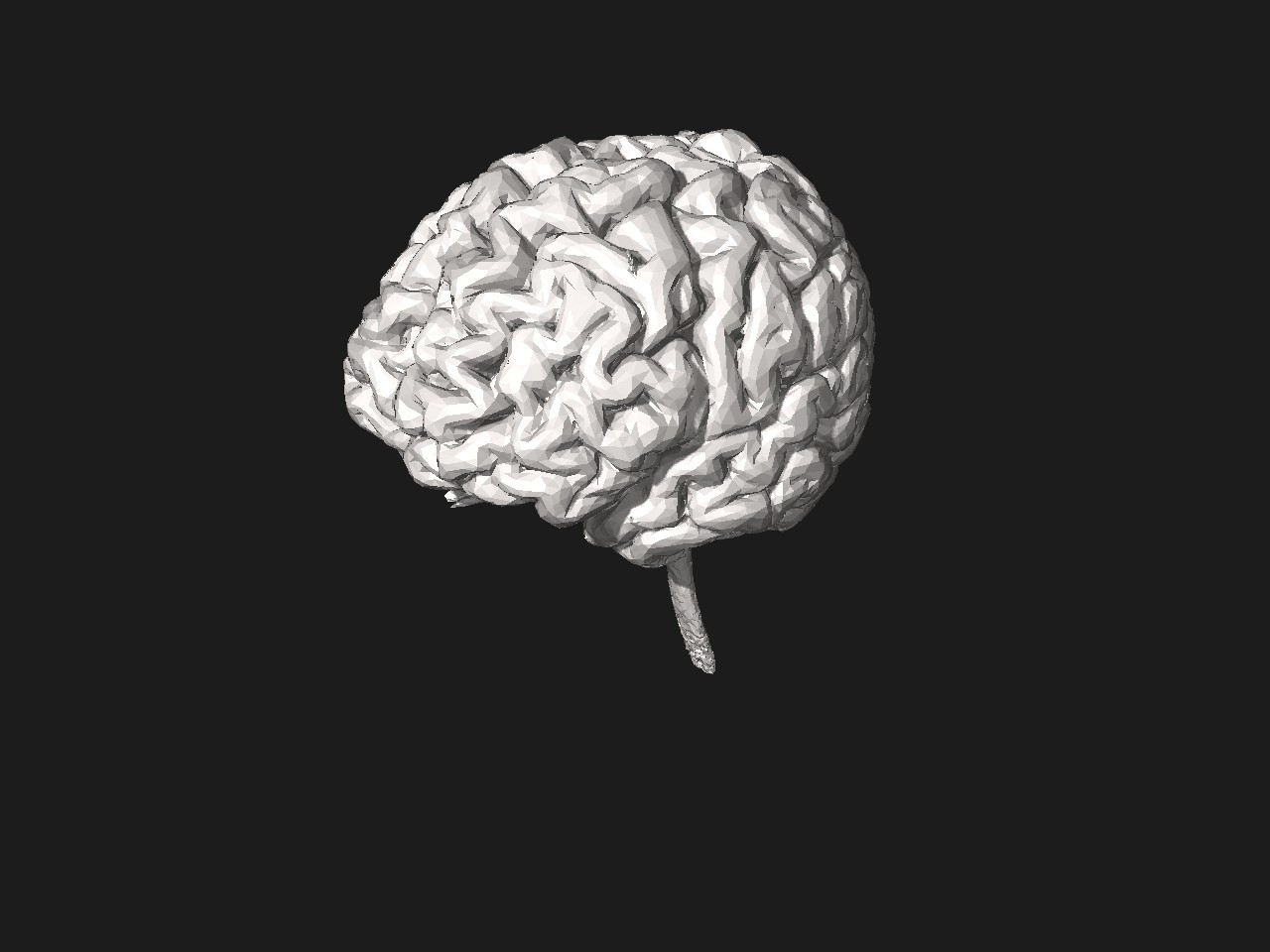 Brain model