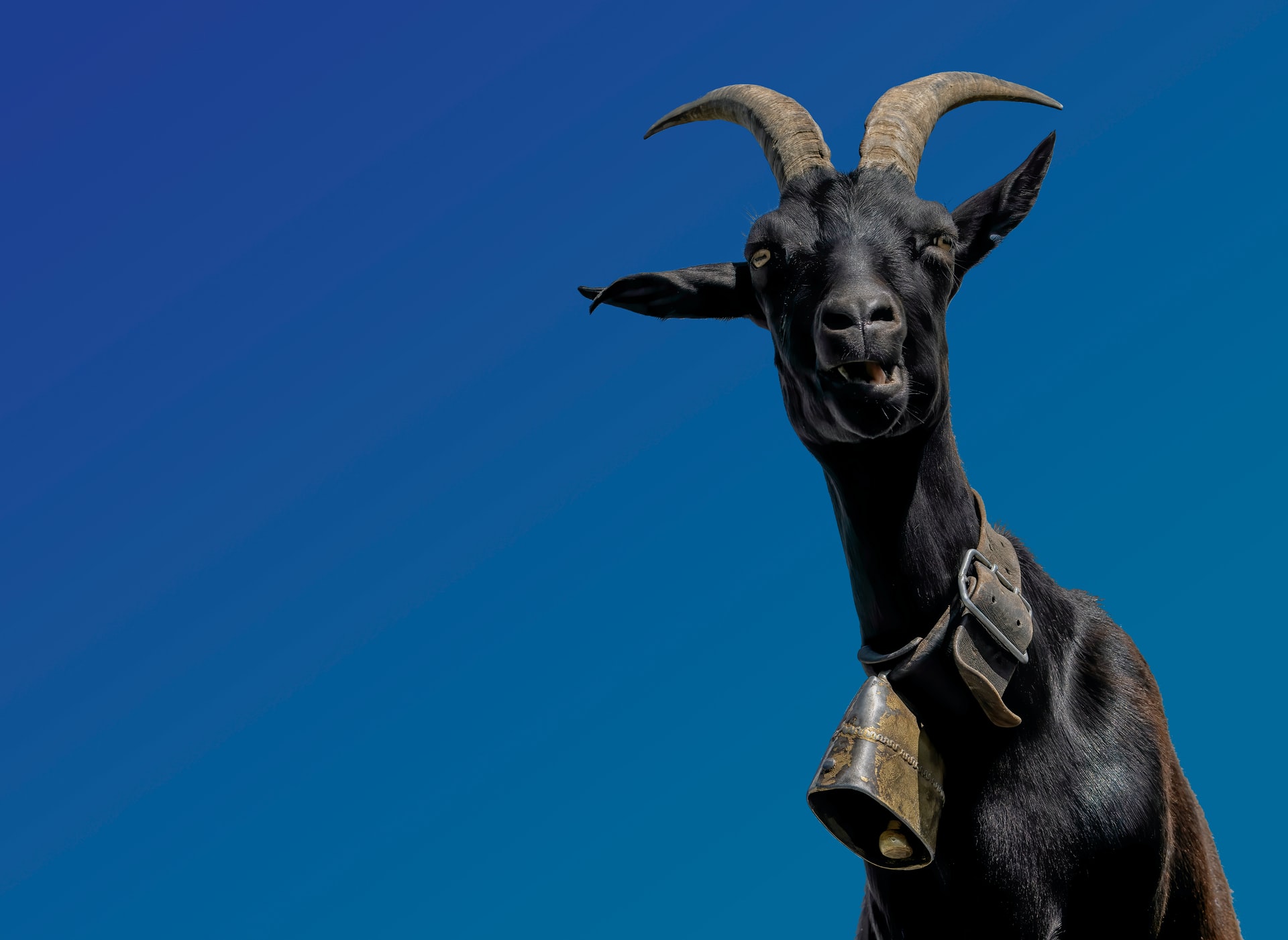 A goat