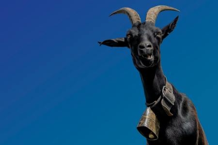 A goat