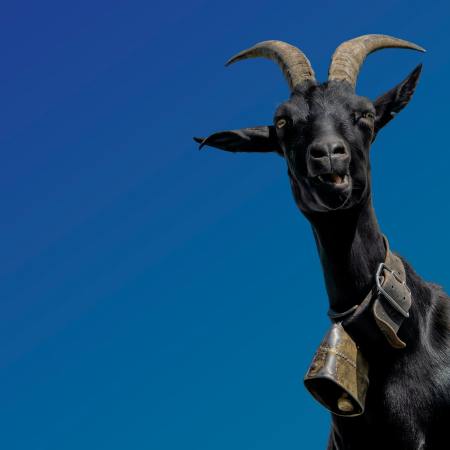 A goat