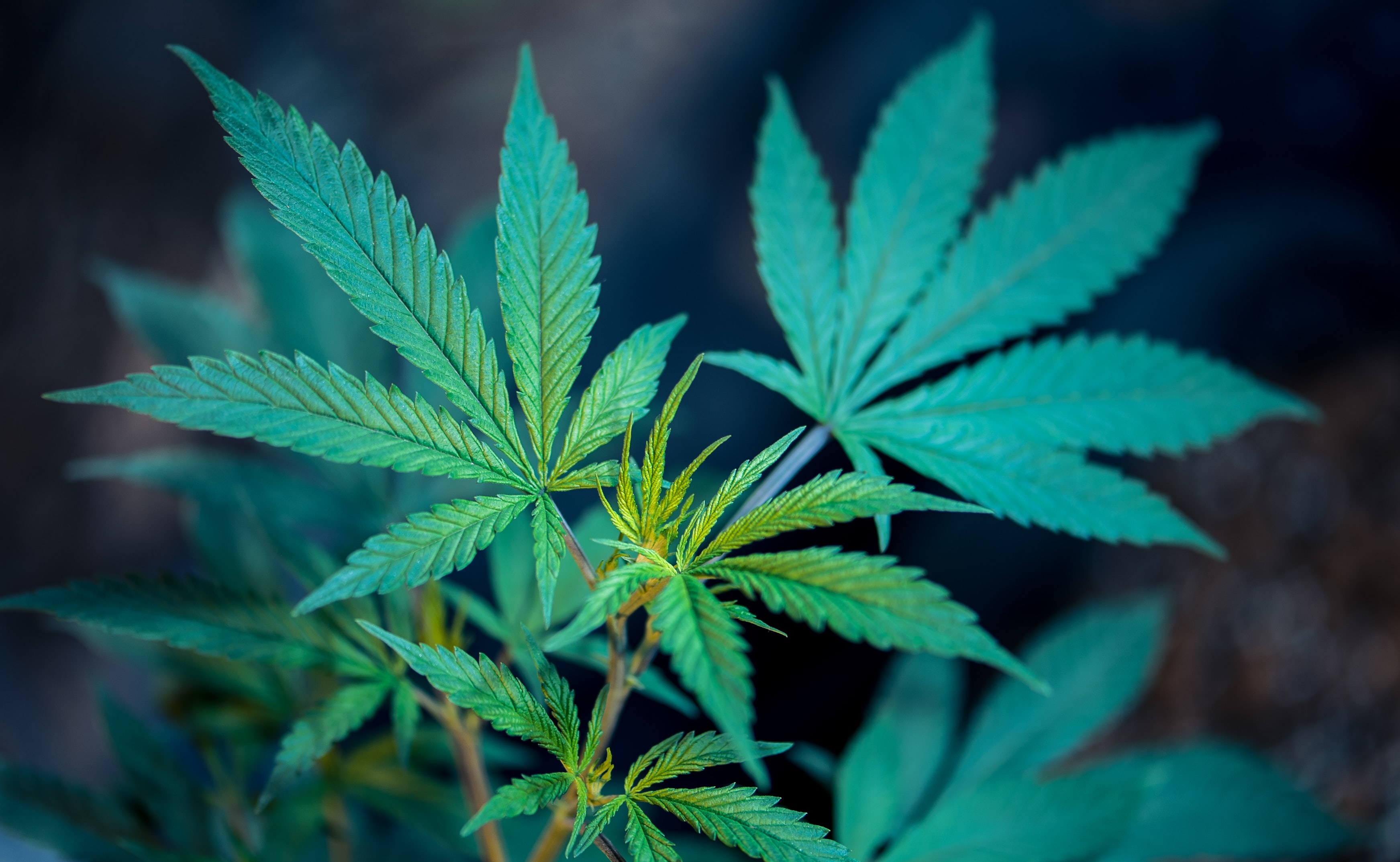 Marijuana