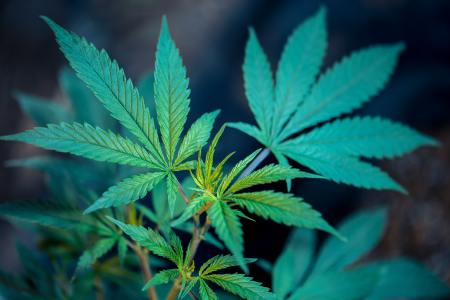 Marijuana