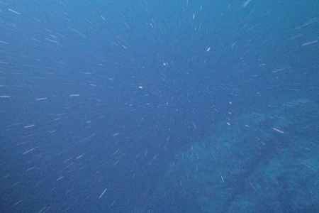 Australian Robots Explore the Strange World of Marine Snow