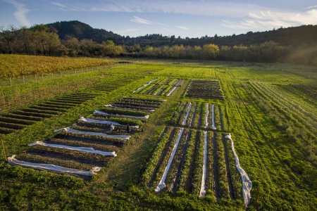 SingleThread Farm
