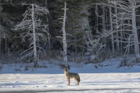 A wolf