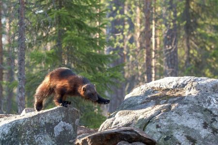 A wolverine