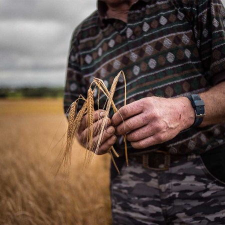 barley
