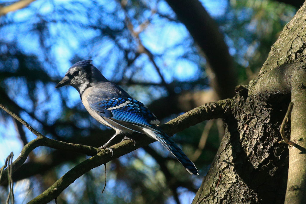 Blue jay