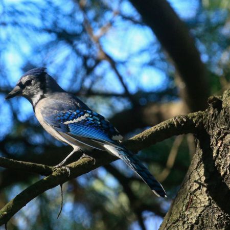 Blue jay