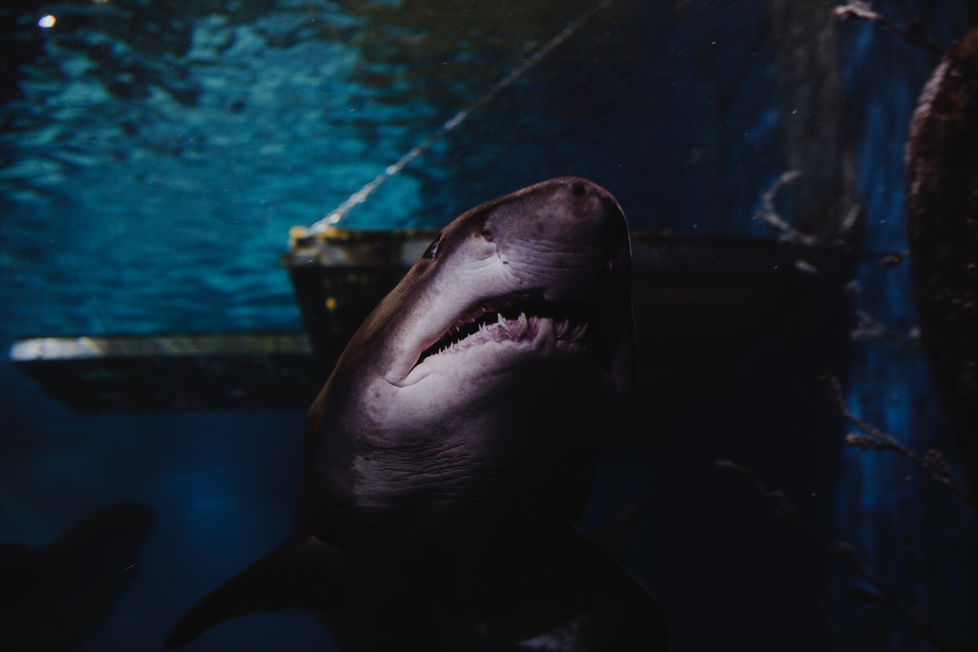 Shark