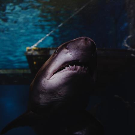 Shark