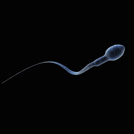 sperm