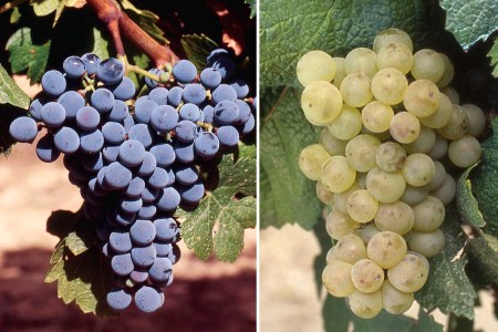 Bordeaux’s Answer to Climate Change? Six New Grapes.