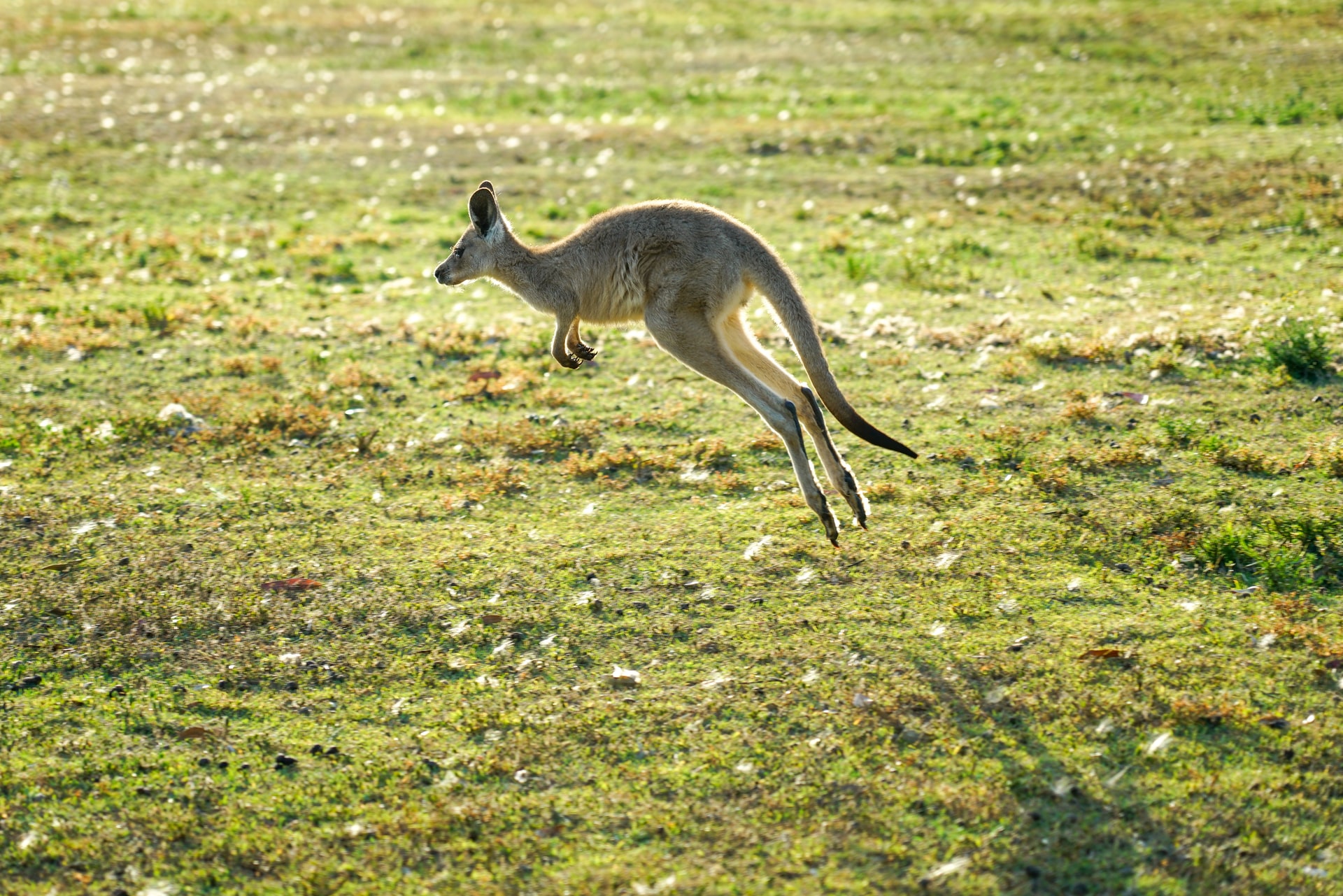 Kangaroo