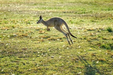Kangaroo