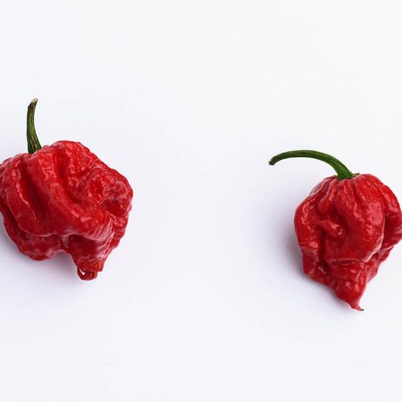 Two Carolina Reapers, the hot pepper being used to make the world's spiciest beer