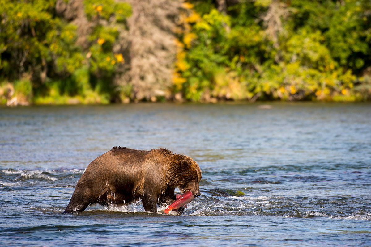 wild alaskan salmon