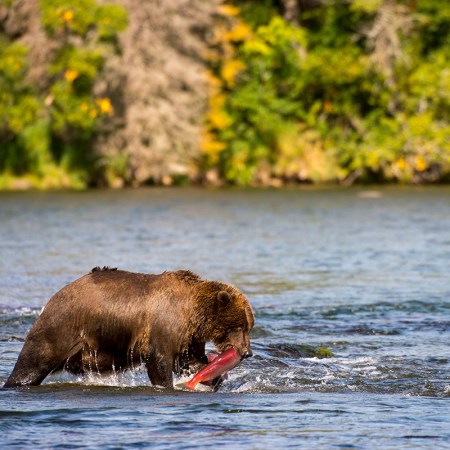 wild alaskan salmon