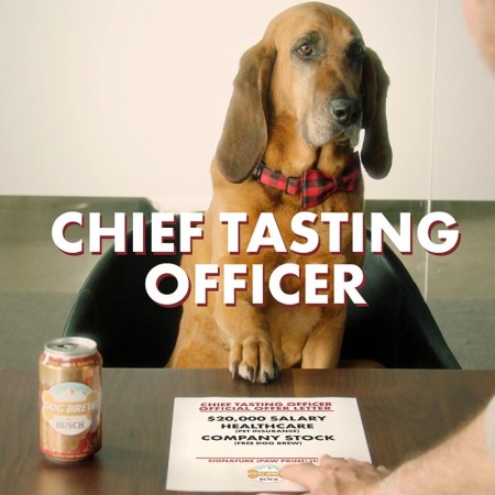 a dog seemingly filling out an application to be the Chief Tasting Officer for Busch's Dog Brew