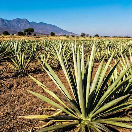 View of a plantation of "espadin" agave, the main variety of agave used to make mezcal at a field in Santiago Matatlan, Oaxaca state, Mexico