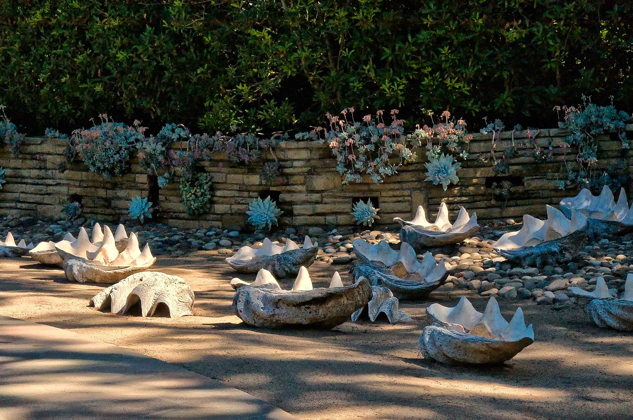 Giant clam shells