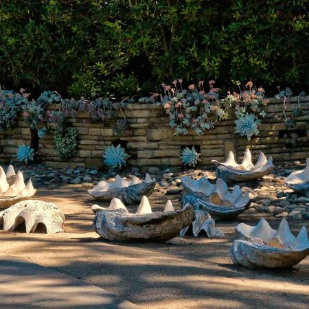 Giant clam shells