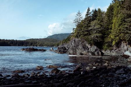 Potential Loss of Old Growth Forest Sparks Blockades on Vancouver Island