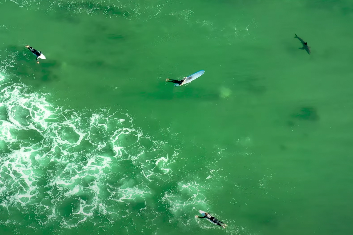 Drones Reveal That Great White Shark Encounters Are Extremely Common