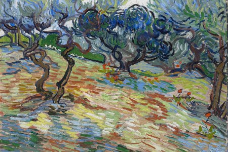 Olive Trees