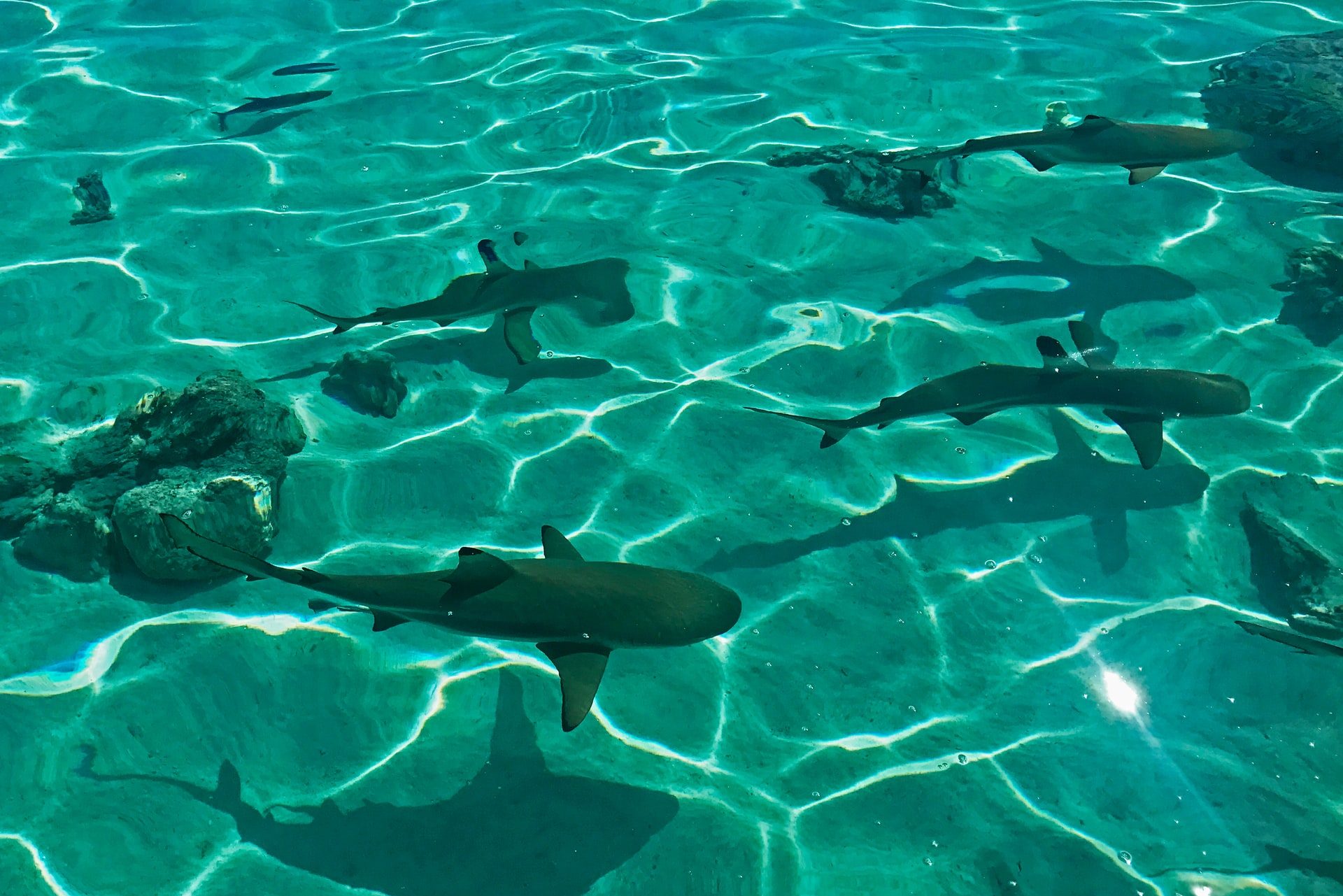 Sharks