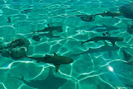 Sharks