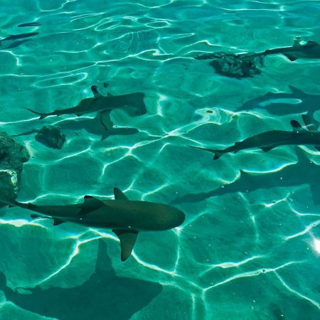 Sharks