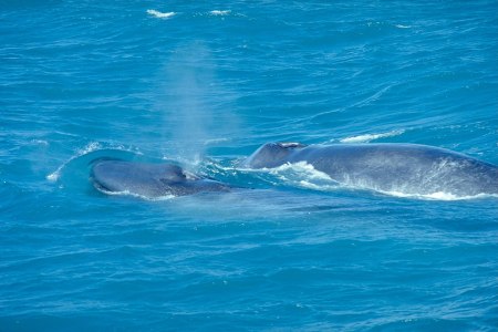 Underwater Bomb Detectors Helped Find a Pod of Blue Whales