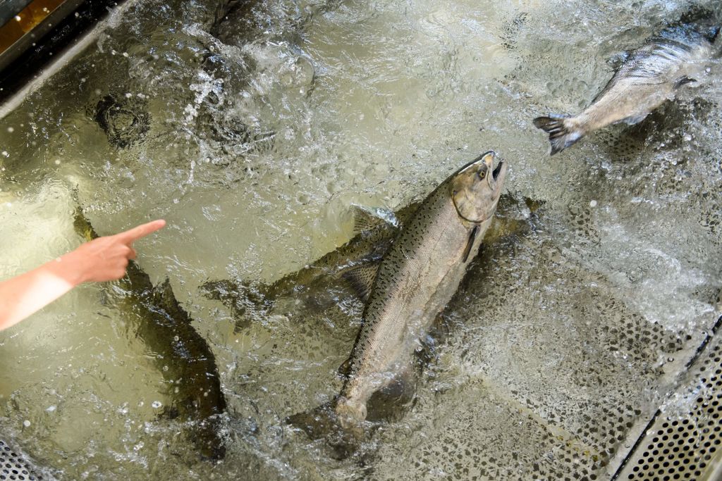 Salmon